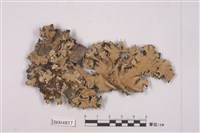 藏品(網梅衣)的圖片